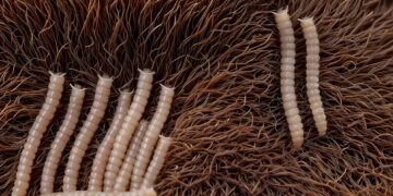 Chihuahua no puede restringir paso de ganado: Fallo de la SCJN