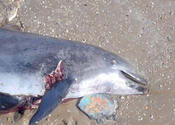 Alarma en Playa Bagdad: Hallan delfín usado como carnada para tiburones