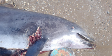 Alarma en Playa Bagdad: Hallan delfín usado como carnada para tiburones
