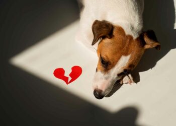 ¿Con quién se queda el perro? Congreso de Tamaulipas analiza iniciativa sobre custodia de mascotas