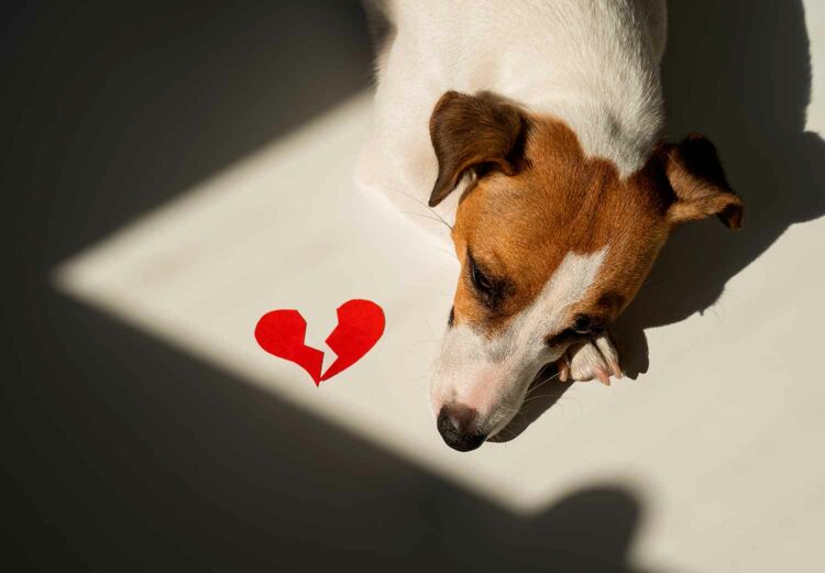 ¿Con quién se queda el perro? Congreso de Tamaulipas analiza iniciativa sobre custodia de mascotas