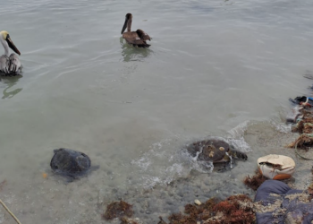 Alerta por arribo masivo de tortugas marinas en Soto la Marina por bajas temperaturas