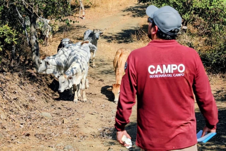 Instalan 300 trampas para frenar gusano barrenador en sur de Tamaulipas