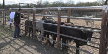 Reporta SADER disminución del 86% de casos de gusano barrenador del ganado en Tamaulipas