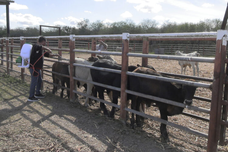 Reporta SADER disminución del 86% de casos de gusano barrenador del ganado en Tamaulipas