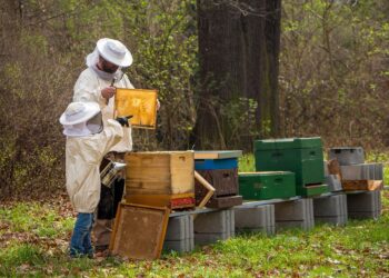 Declaran el 21 de junio de cada año como “Día Nacional de la Apicultura” en México