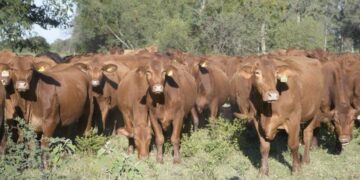 Refuerzan vacunación gratuita contra rabia paralítica bovina en Tamaulipas y control del murciélago transmisor