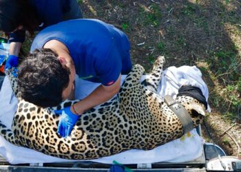 Jaguar rescatado en ejido Lázaro Cárdenas de Gómez Farías es liberado en su hábitat