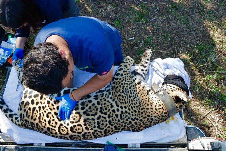 Jaguar rescatado en ejido Lázaro Cárdenas de Gómez Farías es liberado en su hábitat