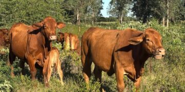 Refuerza Tamaulipas blindaje sanitario en sus fronteras contra gusano barrenador del ganado