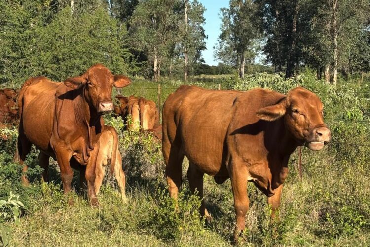 Refuerza Tamaulipas blindaje sanitario en sus fronteras contra gusano barrenador del ganado