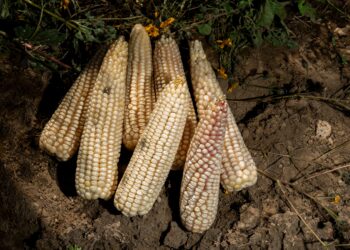 Simplifica SADER trámites para incentivos al maíz blanco del ciclo Primavera-Verano 2025