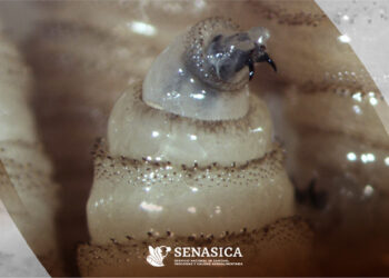 Llega el gusano barrenador del ganado a Victoria y Villa de Casas; 10 casos activos en Tamaulipas