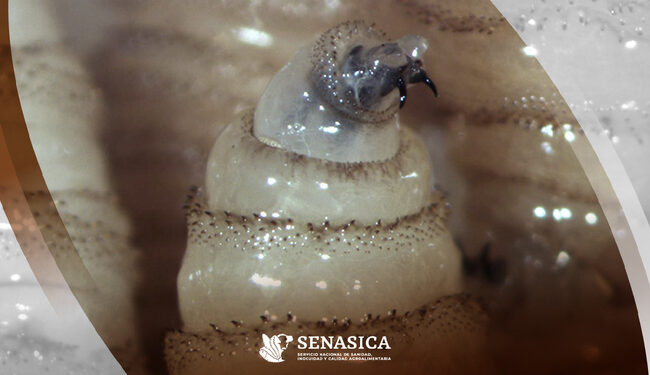 Llega el gusano barrenador del ganado en Victoria y Villa de Casas; 10 casos activos en Tamaulipas