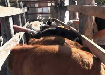 Ubican Gusano Barrenador en sector poniente de Cd. Victoria y el ejido “Juan Rincón”