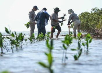 Restauran zonas de manglar en litorales de Aldama y Soto la Marina en Tamaulipas