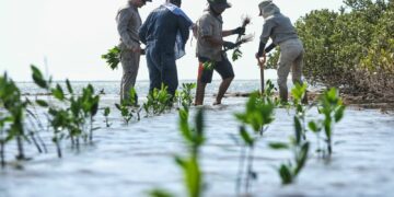 Restauran zonas de manglar en litorales de Aldama y Soto la Marina en Tamaulipas