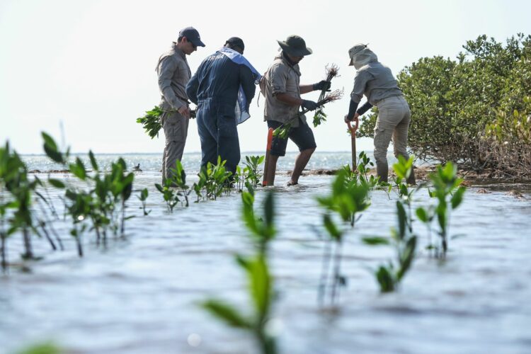 Restauran zonas de manglar en litorales de Aldama y Soto la Marina en Tamaulipas