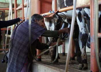 Anuncia Leche para el Bienestar compra de 800 millones de litros anuales y ampliación a 85 Centros de Acopio