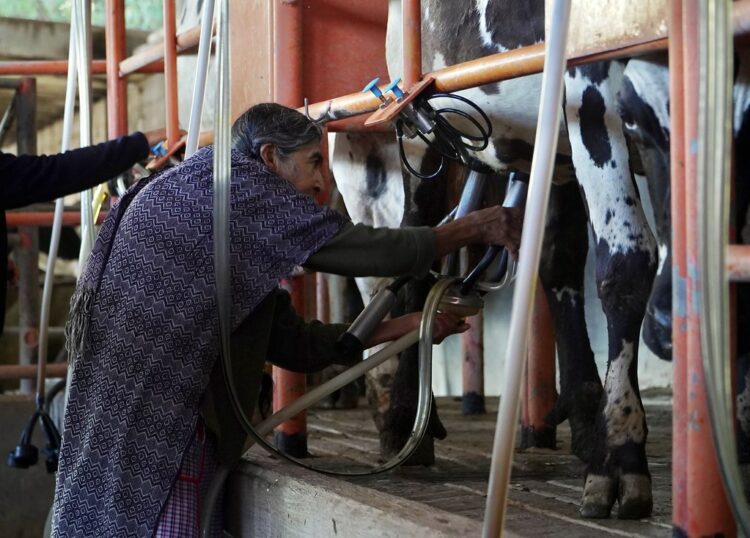 Anuncia Leche para el Bienestar compra de 800 millones de litros anuales y ampliación a 85 Centros de Acopio