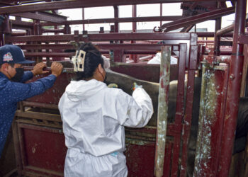 Estrategia para contener el gusano barrenador da resultados positivos en Tamaulipas, Veracruz y SLP: SADER