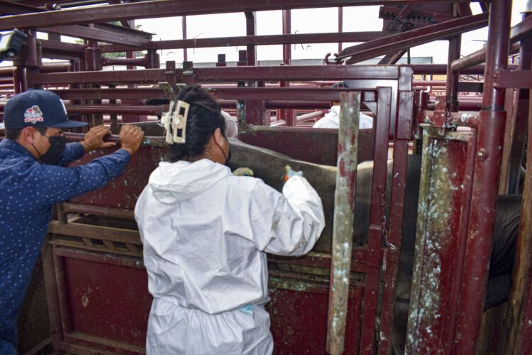 Estrategia para contener el gusano barrenador da resultados positivos en Tamaulipas, Veracruz y SLP: SADER