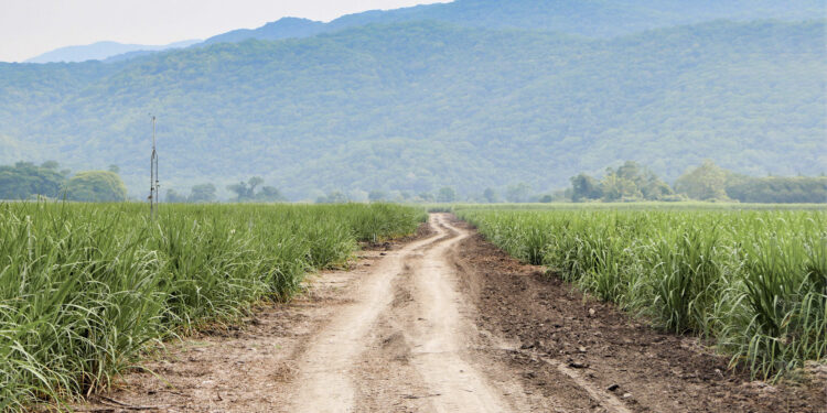 Impulsa Secretaría de Agricultura acceso a crédito a tasa de 8.5% para el sector cañero de México