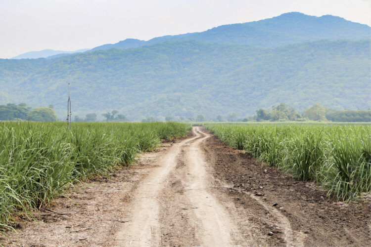 Impulsa Secretaría de Agricultura acceso a crédito a tasa de 8.5% para el sector cañero de México