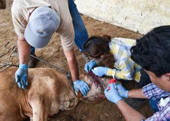 Nuevo caso de gusano barrenador del ganado en Tamaulipas, ahora en Ocampo