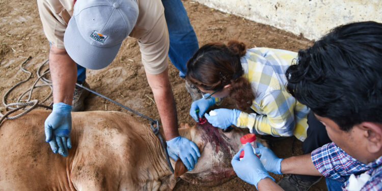 Nuevo caso de gusano barrenador del ganado en Tamaulipas, ahora en Ocampo