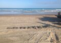 Mortandad masiva de tortugas en Playa Bagdad
