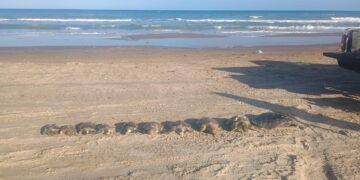 Mortandad masiva de tortugas en Playa Bagdad