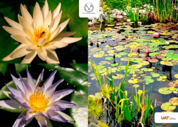 Colabora UAT en la conservación de humedales y ecosistemas acuáticos