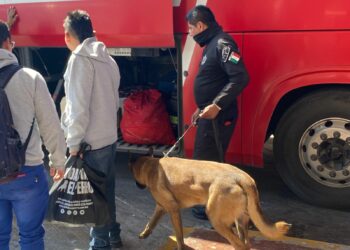 Guardia Estatal refuerza vigilancia con binomio canino en la Central de Autobuses de Ciudad Victoria