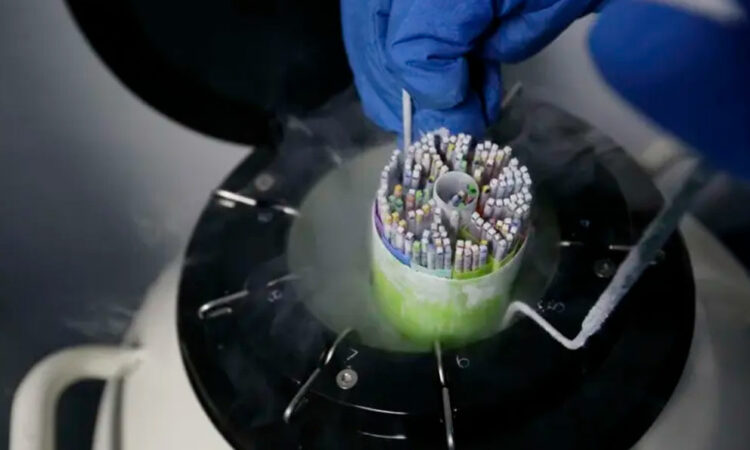 Congelar óvulos: una opción en alza para encontrar el momento de ser madre