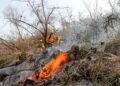 Alerta PC por incendios forestales en Tamaulipas