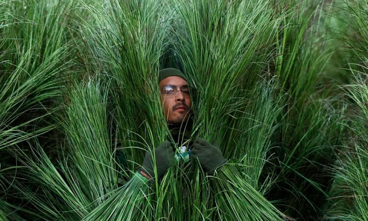 ¿Cuánto gana un “arbolito humano”? El sueldo detrás de los extras de Bad Bunny en el Super Bowl