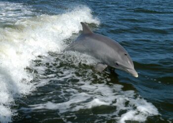 Más de 100 delfines y crías migran por costas de Tamaulipas