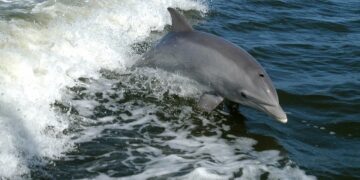 Más de 100 delfines y crías migran por costas de Tamaulipas