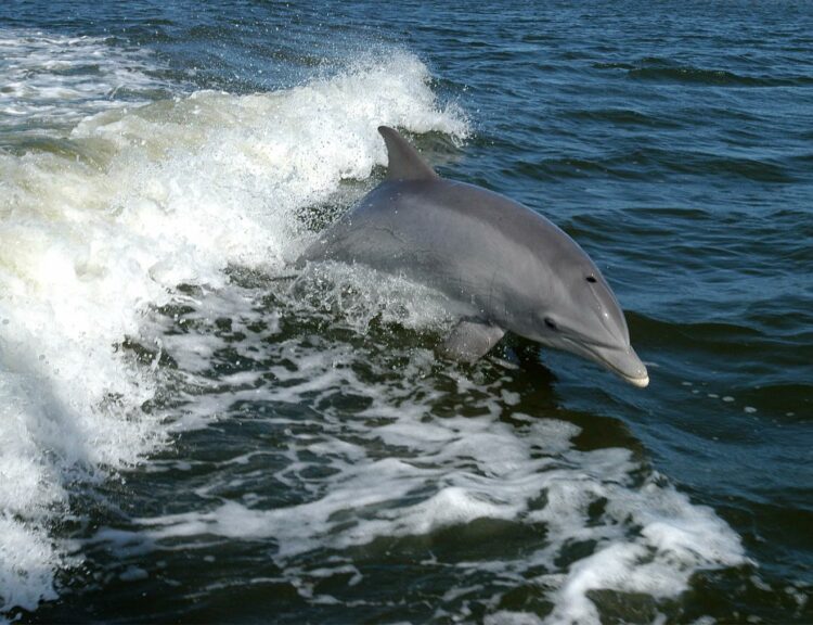 Más de 100 delfines y crías migran por costas de Tamaulipas