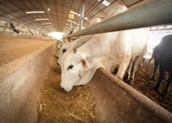 Tamaulipas contiene parcialmente brote de gusano barrenador en ganado y mascotas
