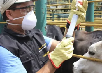 Refuerzan en Nuevo Laredo vigilancia epidemiológica contra el gusano barrenador