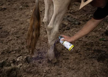 México y EE. UU. lanzan campaña contra gusano barrenador