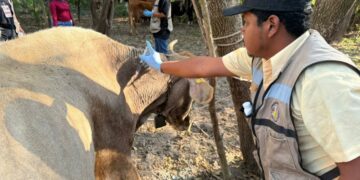 Avanza erradicación del gusano barrenador en Tamaulipas: Altamira y Llera declarados libres