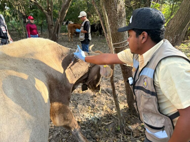 Avanza erradicación del gusano barrenador en Tamaulipas: Altamira y Llera declarados libres