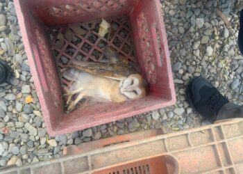 Bomberos rescatan a lechuza