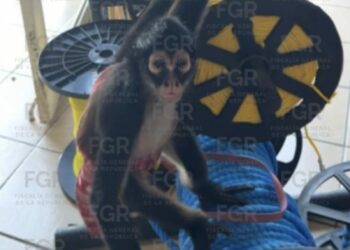 Asegura FGR mono araña en cateo en Ciudad Victoria
