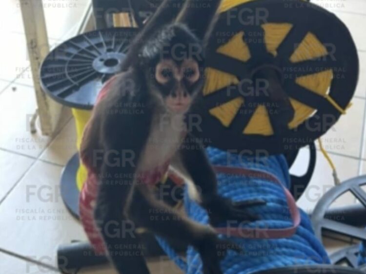 Asegura FGR mono araña en cateo en Ciudad Victoria