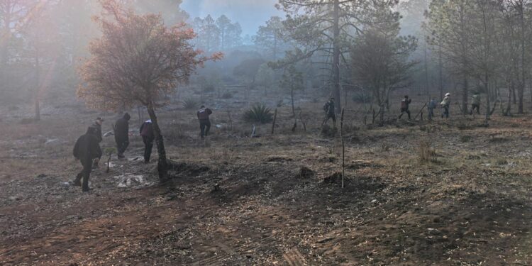 Despliegan operativo por incendio en municipio de Miquihuana