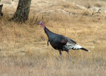 Arranca la temporada de cacería de guajolote en Tamaulipas este 20 de marzo